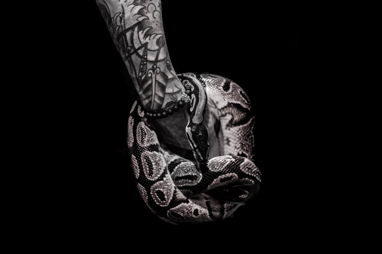 Close-up of a tattooed arm entwined with a coiled python on a black background.